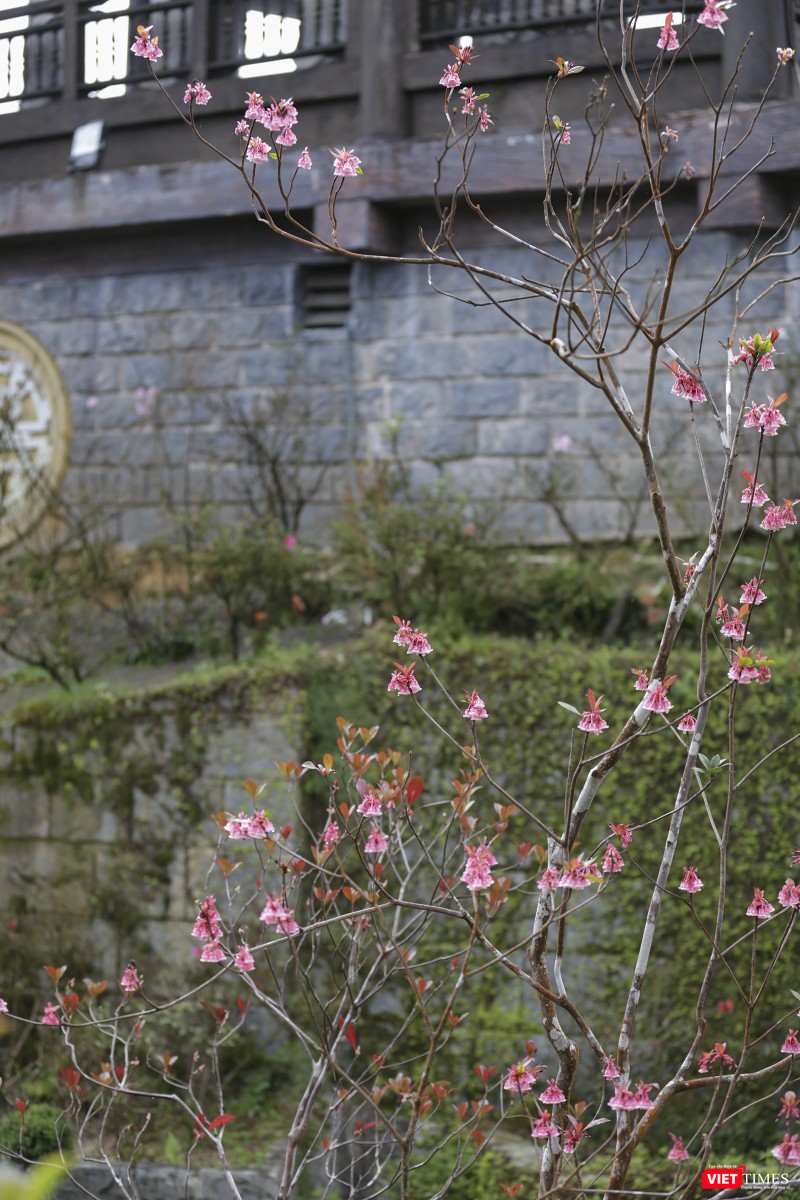 Năm hay, hoa đào chuông nở được xem là đẹp nhất