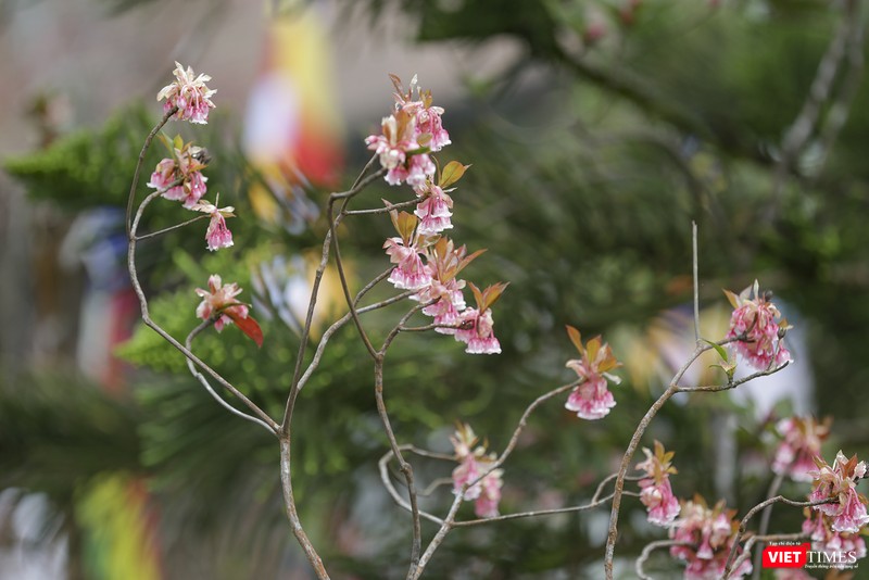 Một cụm đào chuông khoe sắc