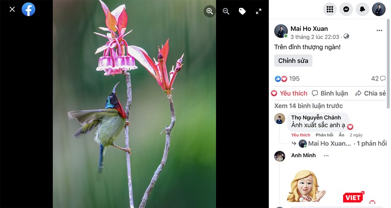 Những tác phẩm đẹp về hoa đào chuông và chim được chia sẻ trên mạng xã hội