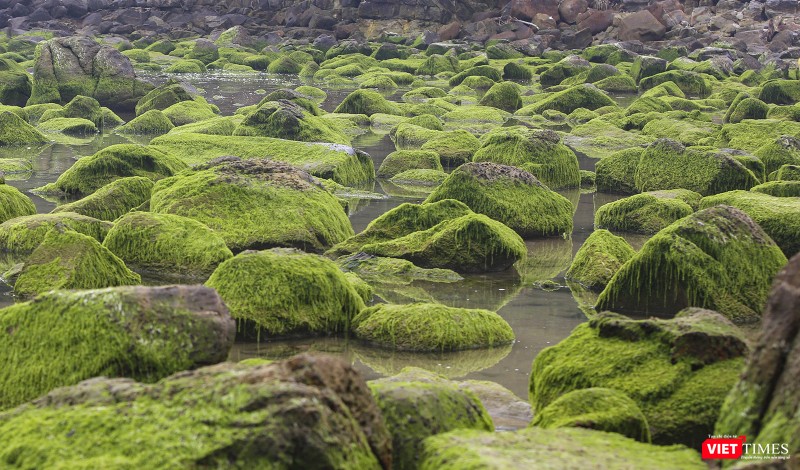 Rêu phủ xanh các cuội đá