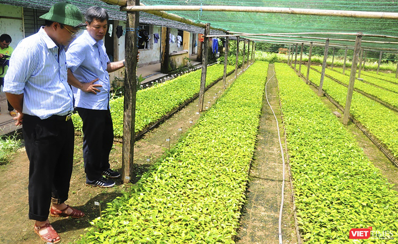 Trung tâm bảo tồn và nuôi trồng dược liệu tại Quảng Nam