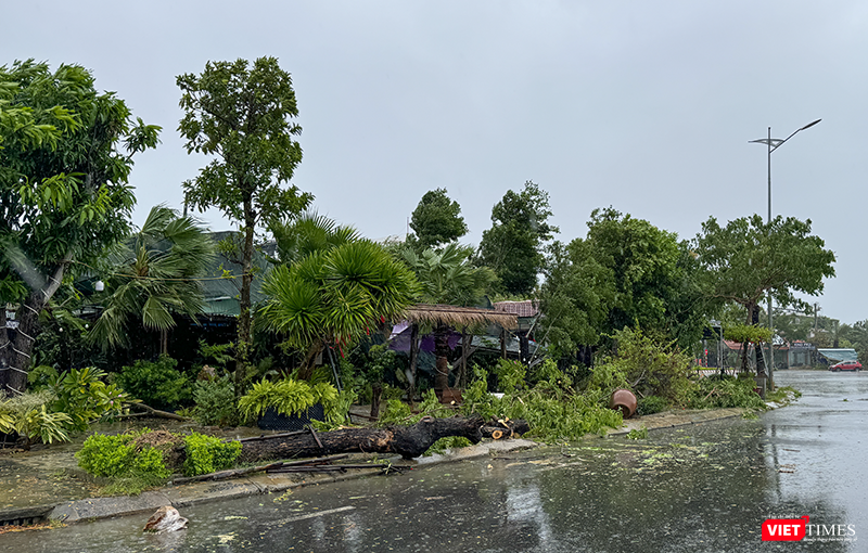 vt_bao tra mi da nang 27.png