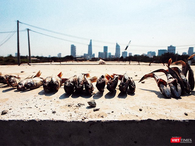 Những con cá này được người dân Thủ Thiêm đánh bắt từ dưới sông lên, phơi khô trên những khối bê tông nóng rẫy. Cuộc đời họ, mòn mỏi, khô quắt vì chờ đợi hàng chục năm nay cho niềm hy vọng về một tương lai tươi sáng về khu đô thị mới Thủ Thiêm hình thành, như chính sản vật của họ vậy. Ảnh: Mai Kỳ.