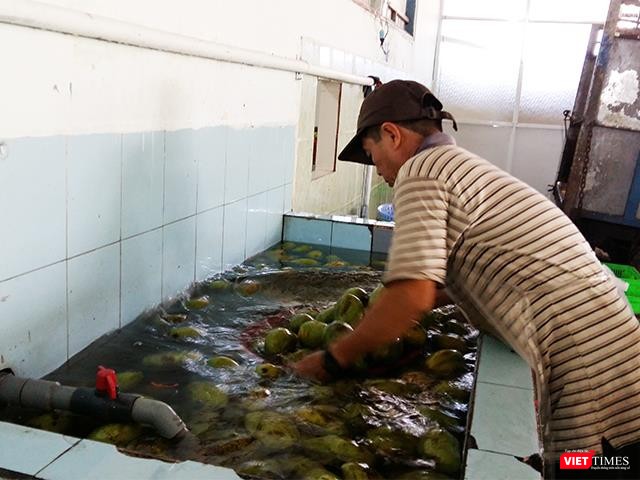 Xoài đưa đưa thẳng về nhà máy và bắt đầu công đoạn sơ chế: Rửa sạch.