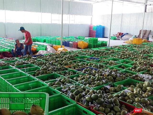 Xoài vừa nhập về chuẩn bị đưa vào khâu sơ chế.