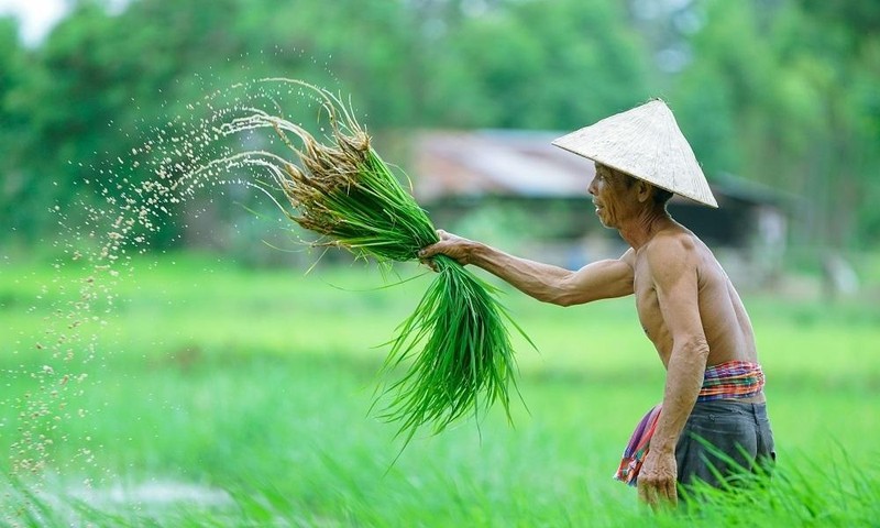 Việt Nam cần phát huy lợi thế nông nghiệp hơn trước. Ảnh: Internet.