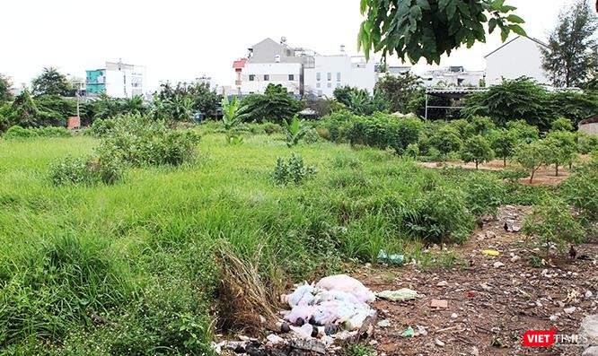 Cỏ dại mọc um tùm trên những nền đất chưa được đưa vào sử dụng trong khu vực dự án.