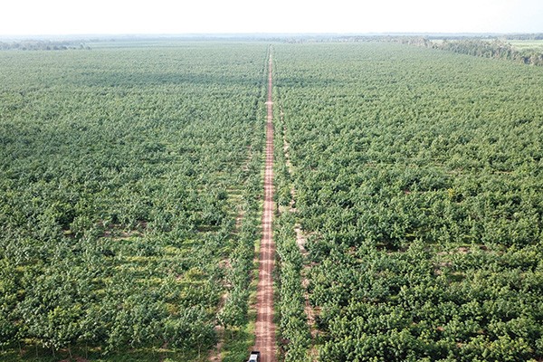 Vườn cao su của Gemadept. Nguồn: GMD trong-rung-2.jpg