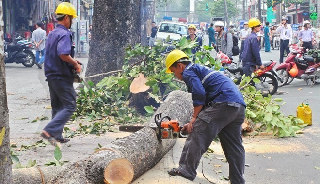 Chủ trương chặt hạ thay thế 6.700 cây xanh đang nhận được nhiều ý kiến từ phía dư luận (Ảnh: VNN)