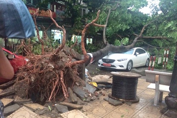 Cây lớn bị quật đổ, đè bẹp ô tô. Ảnh: Trần Sỹ Thuần - Otofun