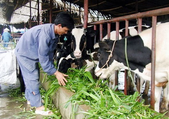 Hanoi milk, TH true milk, IDP... sẵn sàng dàn trận ảnh 1 Hanoi milk, TH true milk, IDP... sẵn sàng dàn trận ảnh 1