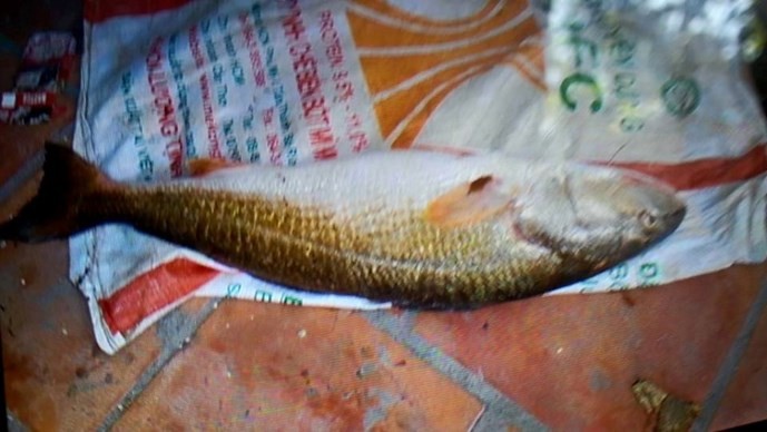 300 triệu đồng vẫn không mua được cá sủ vàng quý hiếm ảnh 2 300 triệu đồng vẫn không mua được cá sủ vàng quý hiếm ảnh 2