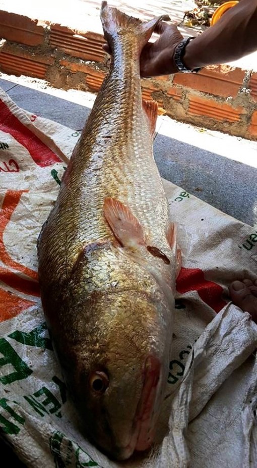 300 triệu đồng vẫn không mua được cá sủ vàng quý hiếm ảnh 1 300 triệu đồng vẫn không mua được cá sủ vàng quý hiếm ảnh 1