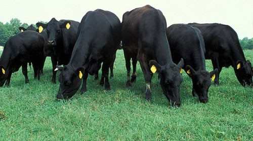 Thu nhập hàng bét bảng, dân Việt ăn thịt bò đắt nhất thế giới ảnh 2