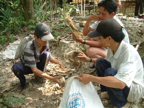 Bảy phu rừng trúng cả tạ kỳ nam, chia nhau trăm tỷ ảnh 1