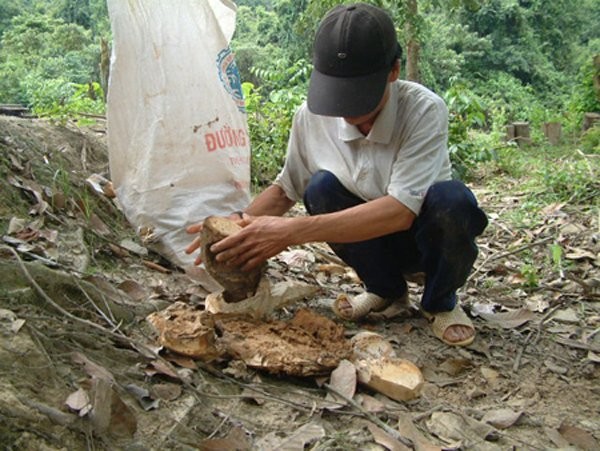 Bảy phu rừng trúng cả tạ kỳ nam, chia nhau trăm tỷ ảnh 3