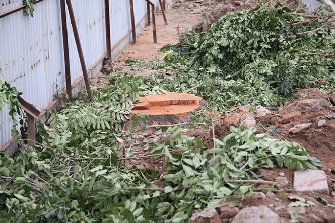 Cây xà cừ cổ thụ đã bị chặt hạ trên đường Bưởi - Ảnh: Lâm Hoài Cây xà cừ cổ thụ đã bị chặt hạ trên đường Bưởi - Ảnh: Lâm Hoài