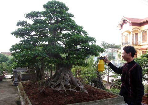 Cây thế long vân tụ hội của ông Thôn. Cây thế long vân tụ hội của ông Thôn.