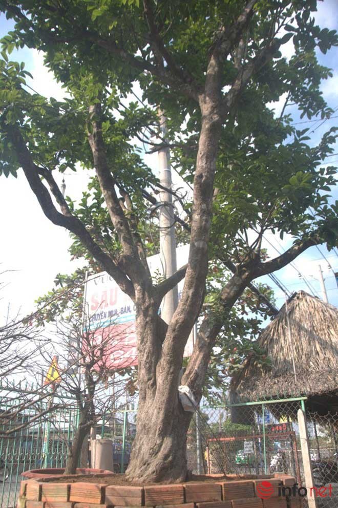 Cây mai cổ thụ giá 650 triệu đồng. Cây mai cổ thụ giá 650 triệu đồng.