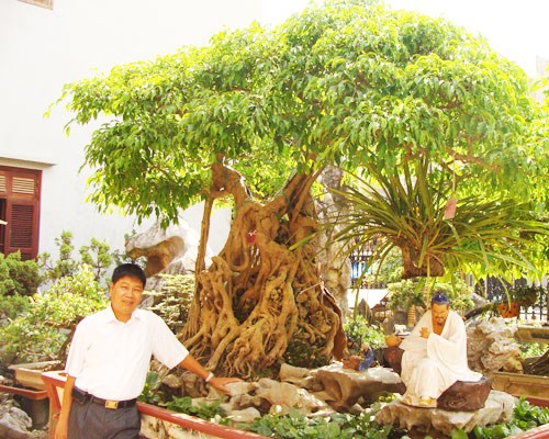 Toàn “đô la” bên cây sanh Ông Bụt giá hơn 20 tỷ đồng.