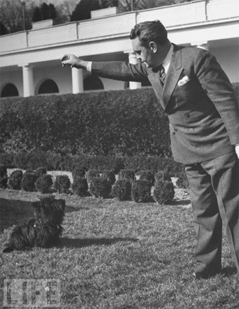 Chó của TT Franklin Delano Roosevelt chơi đùa với người bảo vệ ông năm 1941. Chó của TT Franklin Delano Roosevelt chơi đùa với người bảo vệ ông năm 1941.