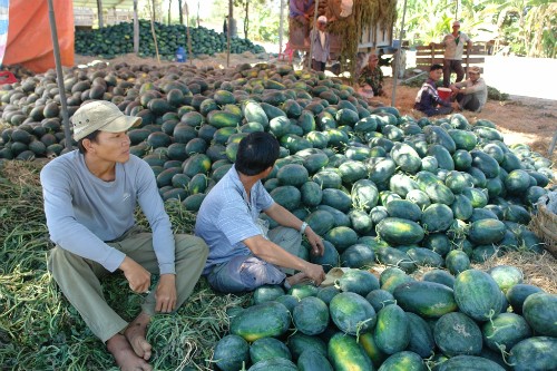 Dưa Tết Bình Thuận bán đổ đống ven đường do thương lái không thu mua. Ảnh: Tư Huynh