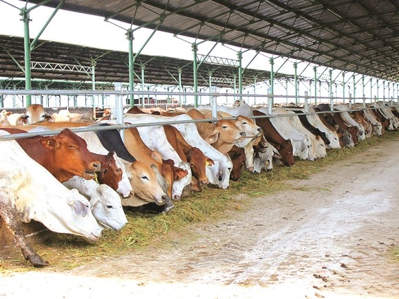 Chăn nuôi bò đóng góp hơn 41% tổng doanh thu 9 tháng đầu năm 2015 của Hoàng Anh Gia Lai - Ảnh: thanhnien.com.vn Chăn nuôi bò đóng góp hơn 41% tổng doanh thu 9 tháng đầu năm 2015 của Hoàng Anh Gia Lai - Ảnh: thanhnien.com.vn