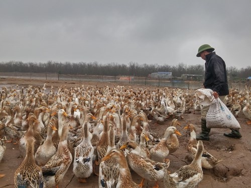 Anh em ông Đoàn Văn Vươn, người đàn ông 'vịt biển' của gia đình - ảnh 6