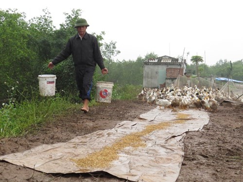 Anh em ông Đoàn Văn Vươn, người đàn ông 'vịt biển' của gia đình - ảnh 5