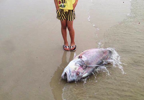 Một con cá vẩu trọng lượng lên đến 35 kg chết dạt vào bờ biển xã Lộc Vĩnh vào ngày 18/4. Ảnh:Lê Minh. Một con cá vẩu trọng lượng lên đến 35 kg chết dạt vào bờ biển xã Lộc Vĩnh vào ngày 18/4. Ảnh:Lê Minh.