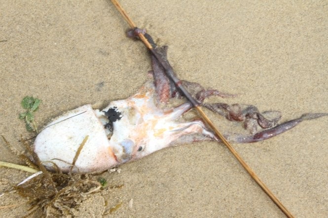 Xác mực trôi dạt lên bờ biển - Ảnh: Đoàn Cường