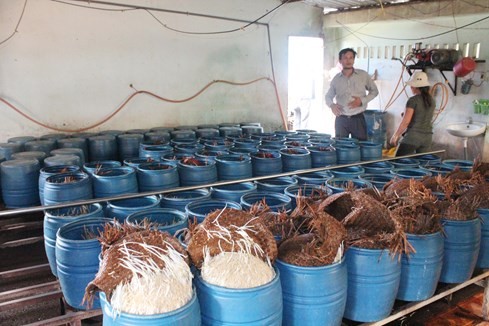 Ớn lạnh làm giá đỗ 'siêu tốc' bằng hóa chất Trung Quốc - ảnh 4