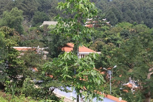 Núi Hải Vân có vàng mới là nguyên nhân ông Quang xin để...làm du lịch? ảnh 2