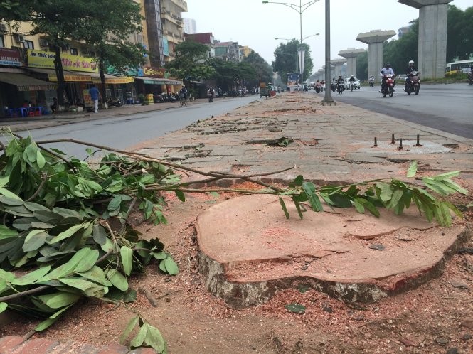 Một gốc cây xà cừ đường kính lớn bị chặt trên đường Nguyễn Trãi (Q.Thanh Xuân, Hà Nội). Theo đơn giá của UBND TP Hà Nội, đã phải chi gần 36 triệu đồng để chặt hạ và đào gốc cây này đi - Ảnh: Lâm Hoài