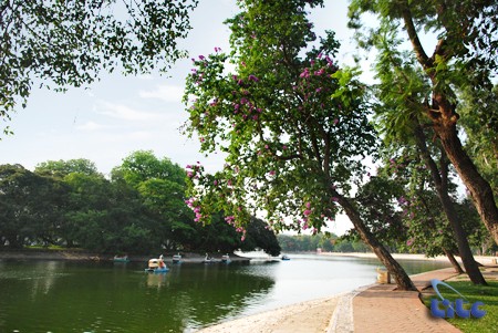 Hà Nội sẽ tổng kiểm tra hiện trạng cây xanh trong các công viên để lên kế hoạch cắt tỉa cành, thay thế cây sâu mục