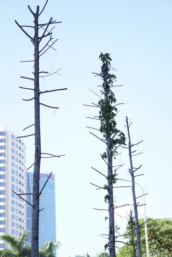 Cây trồng thay thế trên phố Nguyễn Chí Thanh được xác định là mỡ chứ không phải vàng tâm như thông tin các đơn vị tài trợ đưa ra. Ảnh:Giang Huy. Cây trồng thay thế trên phố Nguyễn Chí Thanh được xác định là mỡ chứ không phải vàng tâm như thông tin các đơn vị tài trợ đưa ra. Ảnh:Giang Huy.