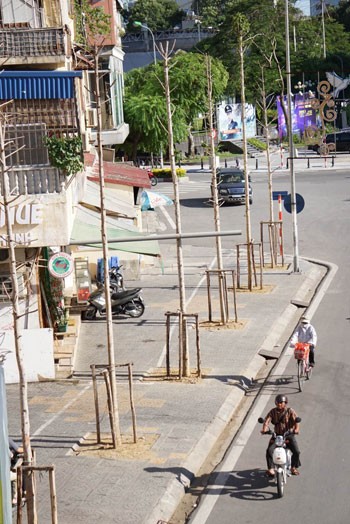 Hàng cây mỡ được trồng hồi tháng 3trong dự án thay thế cây xanh của Hà Nội. Ảnh:Giang Huy. Hàng cây mỡ được trồng hồi tháng 3trong dự án thay thế cây xanh của Hà Nội. Ảnh:Giang Huy.