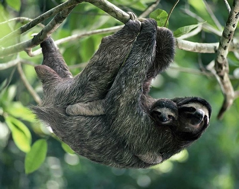 Chùm ảnh cảm động về tình mẫu tử của muôn thú tự nhiên ảnh 27