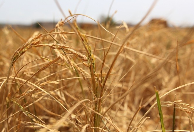 Tây Nguyên 'oằn' mình trong đại hạn lịch sử ảnh 15