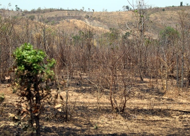 Tây Nguyên 'oằn' mình trong đại hạn lịch sử ảnh 23