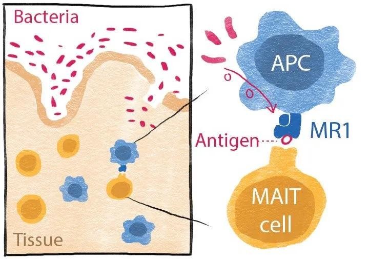Hệ thống miễn dịch của con người cảm nhận được vi khuẩn khi các tế bào trang bị protein gọi là 'MR1' bắt giữ các phân tử nhỏ (kháng nguyên) và cung cấp cho các tế bào miễn dịch mạnh mẽ, được gọi là "tế bào MAIT". Ảnh: Viện Peter Doherty về Nhiễm trùng và Miễn dịch. Hệ thống miễn dịch của con người cảm nhận được vi khuẩn khi các tế bào trang bị protein gọi là 'MR1' bắt giữ các phân tử nhỏ (kháng nguyên) và cung cấp cho các tế bào miễn dịch mạnh mẽ, được gọi là "tế bào MAIT". Ảnh: Viện Peter Doherty về Nhiễm trùng và Miễn dịch.