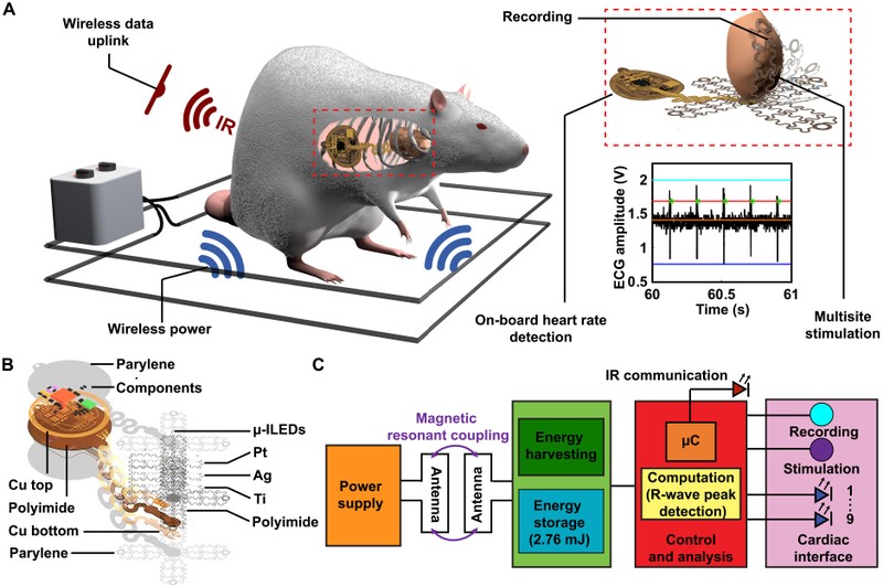 Sơ đồ và cấu trúc của thiết bị tạo nhịp tim, được thử nghiệm thành công trên mô hình chuột. Ảnh Science Sơ đồ và cấu trúc của thiết bị tạo nhịp tim, được thử nghiệm thành công trên mô hình chuột. Ảnh Science