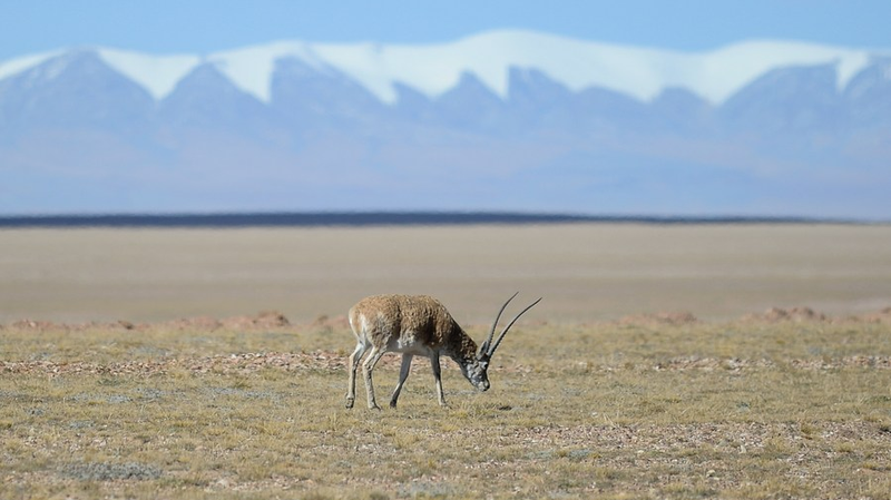 Một con linh dương Tây Tạng được phát hiện tại khu vực Hol Xil thuộc Vườn quốc gia Tam Giang Viên, phía tây bắc tỉnh Thanh Hải Trung Quốc, ngày 28/9/ 2021. /Xinhua