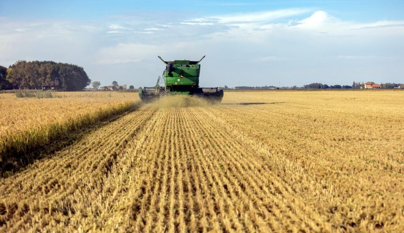 Thu hoạch lúa tại trang trại LaFagiana, gần Venice, Italy. Ảnh NoCamels Thu hoạch lúa tại trang trại LaFagiana, gần Venice, Italy. Ảnh NoCamels