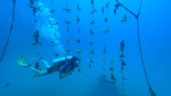 Cùng với KDI Holdings và Viện Hải dương học, chủ nhân dinh thự tại Villa Le Corail góp phần nuôi dưỡng và bảo tồn hệ sinh thái san hô dưới đáy biển. Cùng với KDI Holdings và Viện Hải dương học, chủ nhân dinh thự tại Villa Le Corail góp phần nuôi dưỡng và bảo tồn hệ sinh thái san hô dưới đáy biển.
