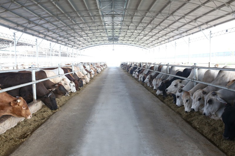 Hòa Phát xây dựng hệ thống chăn nuôi bò Úc hiện đại, khép kín, đáp ứng ổn định nhu cầu trong nước Hòa Phát xây dựng hệ thống chăn nuôi bò Úc hiện đại, khép kín, đáp ứng ổn định nhu cầu trong nước