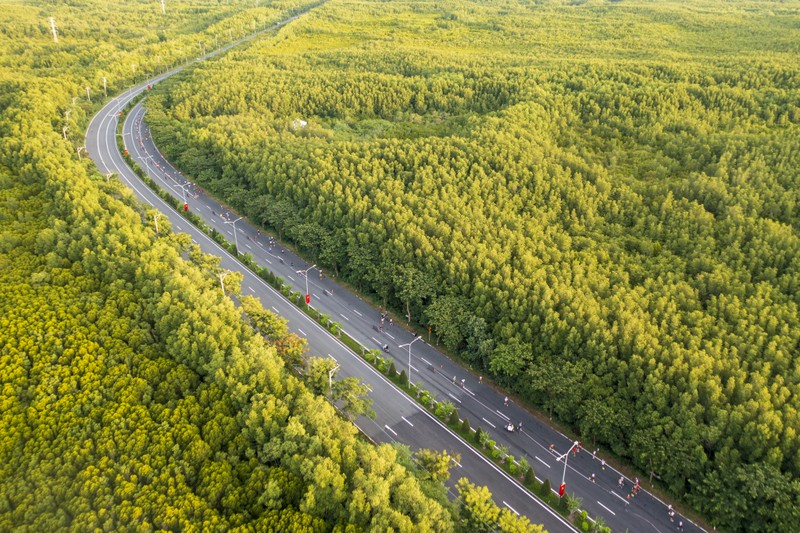 Cung đường marathon uốn lượn giữa rừng ngập mặn xanh mát bất tận Hình 2_Cung đường marathon uốn lượn giữa rừng ngập mặn xanh mát bất tận.jpg