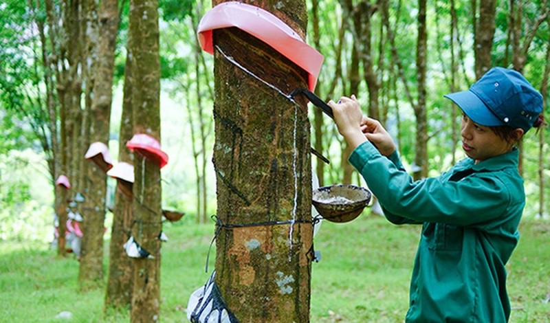 Doanh nghiệp cao su kẻ khóc người cười, gam màu đối lập giữa thành viên của Vinachem và VRG