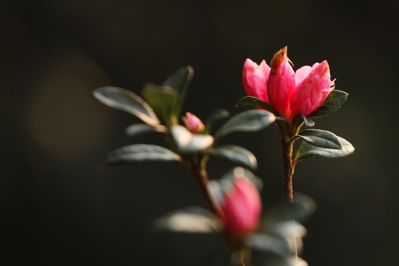 Hoa đỗ quyên còn được gọi hoa báo xuân Hoa đỗ quyên còn được gọi hoa báo xuân