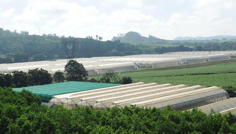 Một góc Khu nông nghiệp công nghệ cao tại Công ty mía đường LASUCO Lam Sơn (trung tâm động lực Lam Sơn - Sao Vàng)